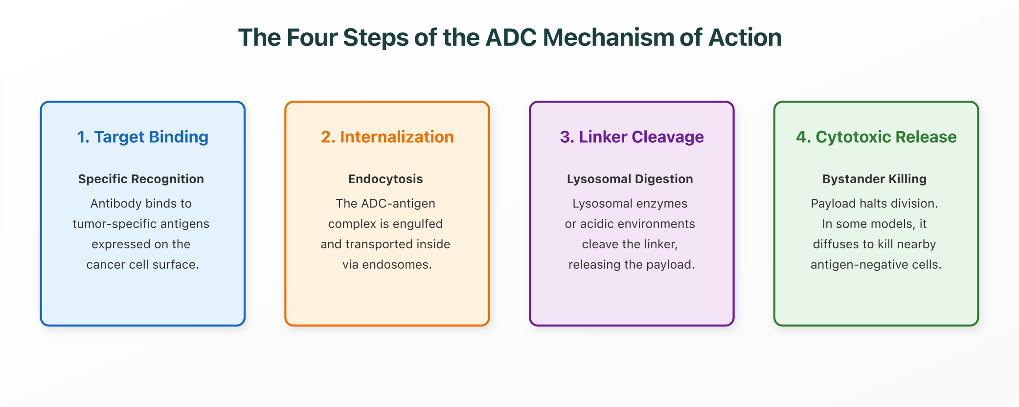 The Four Steps of the ADC Mechanism of Action