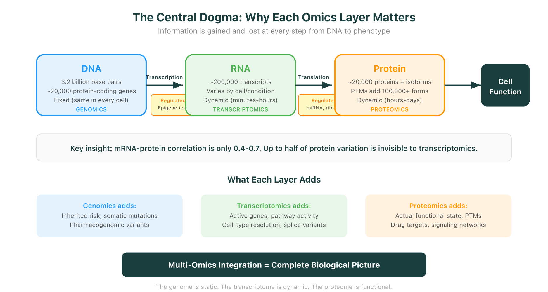The central dogma and why each omics layer captures different information: from DNA to RNA to protein, with regulatory steps at every transition