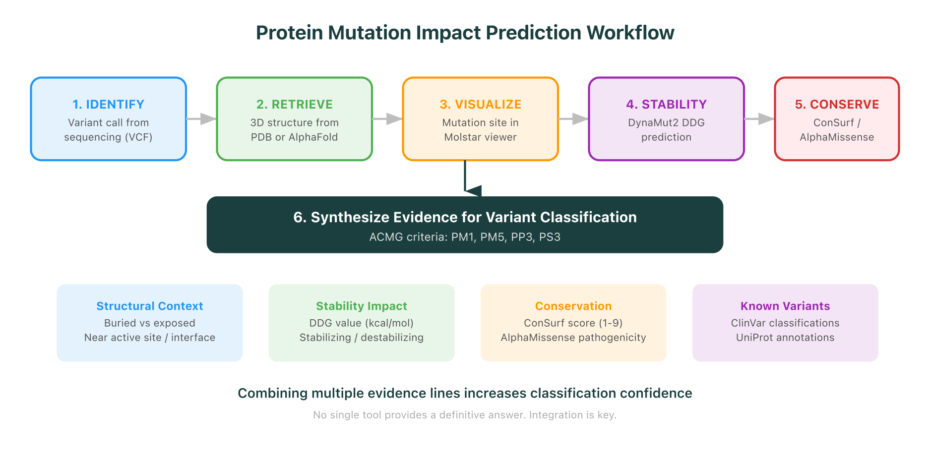 Protein mutation impact prediction workflow: from variant identification through structure retrieval, visualization, stability analysis, conservation scoring, and functional assessment